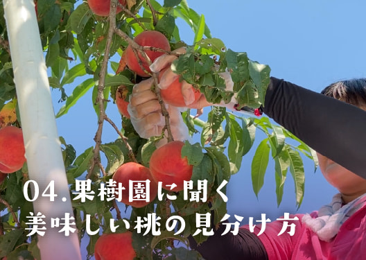 美味しさケタ違い。福島の桃を楽しもう！